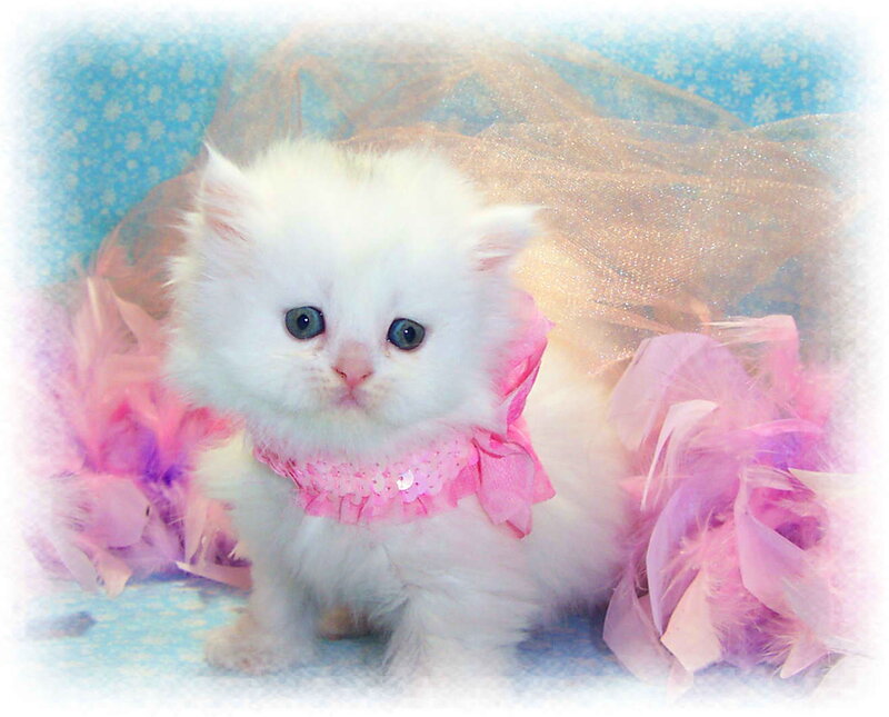 White Kitten in Pink Dress — Cute