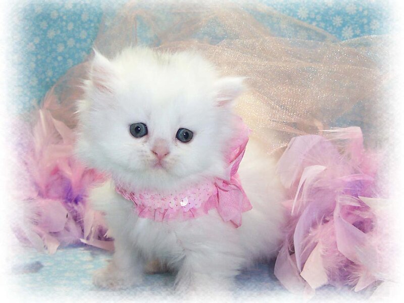 White Kitten in Pink Dress