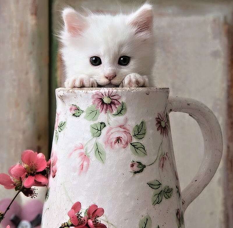 White Kitten in Pitcher — Cute