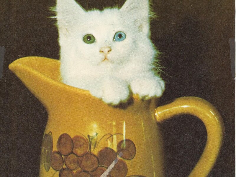 White Kitten in Pitcher