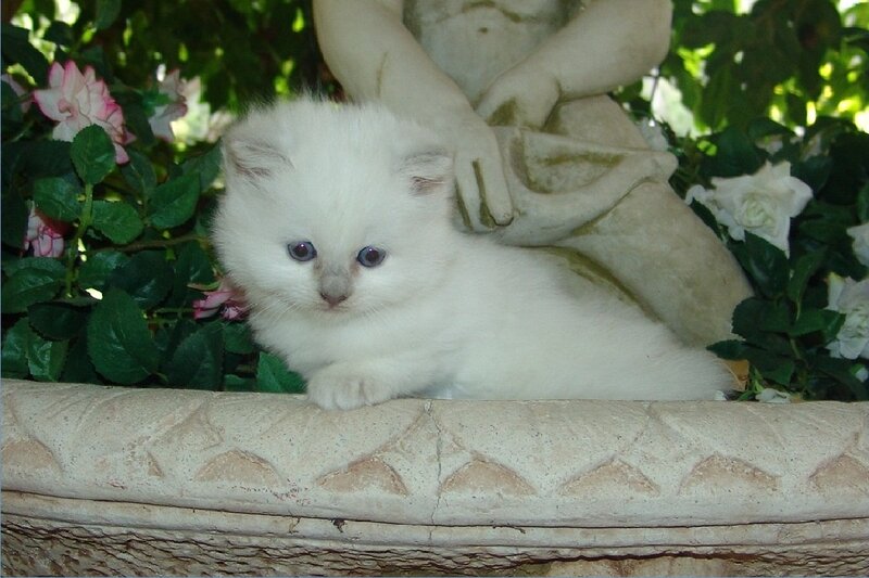 White Kitten in Planter — Serene