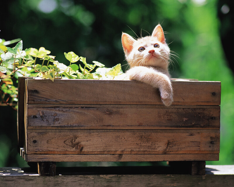 White Kitten in Planter