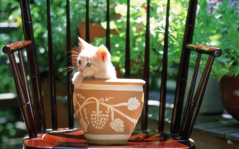White Kitten in Pot — Brown, Serene