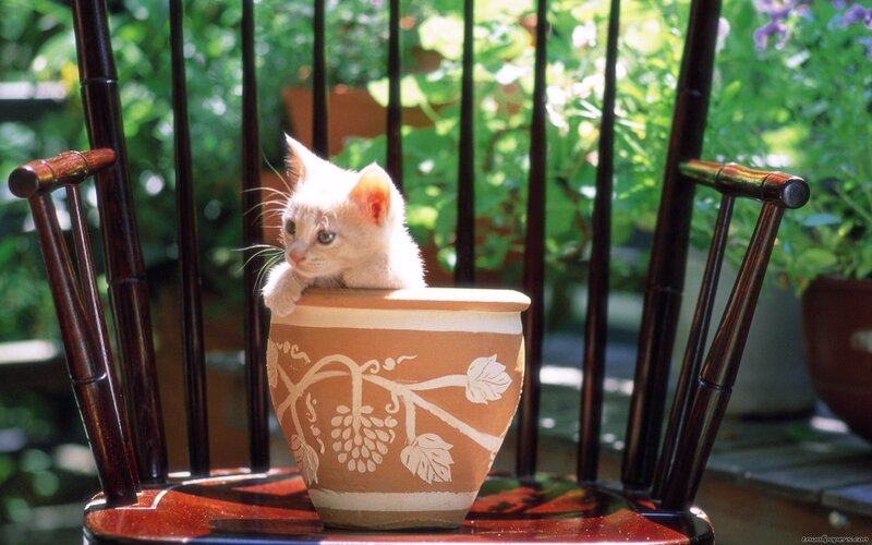 White Kitten in Pot — Brown