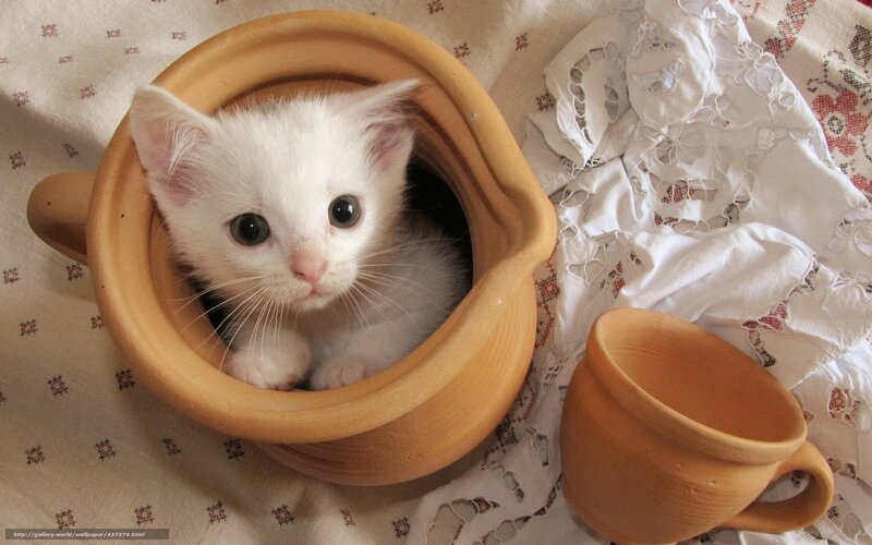 White Kitten in Pot — Calm, Photograph, Cup, Cloth