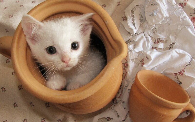 White Kitten in Pot — Calm, Photograph, Cup