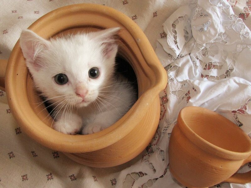 White Kitten in Pot — Calm, Photograph