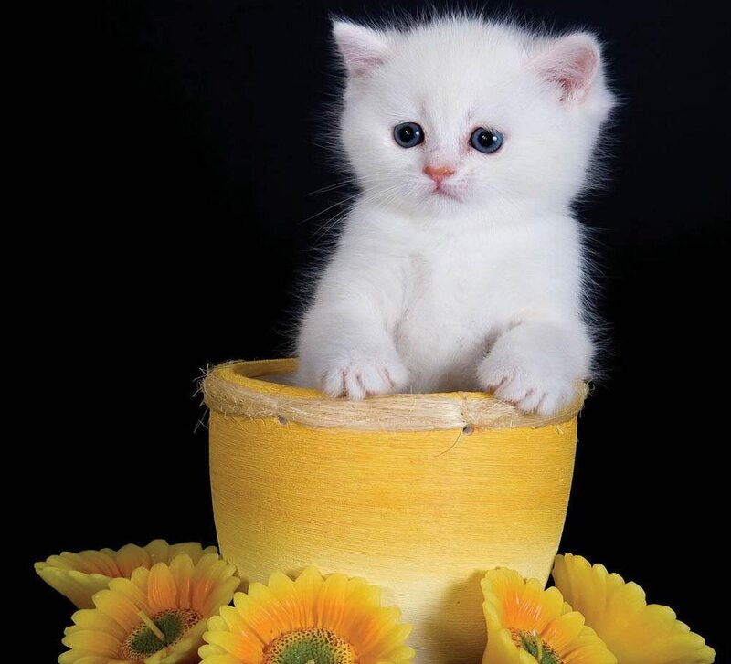 White Kitten in Pot