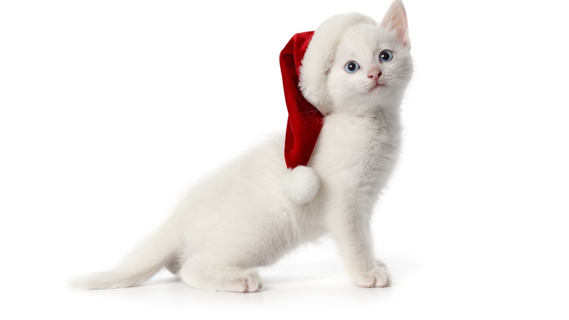 white kitten in santa hat