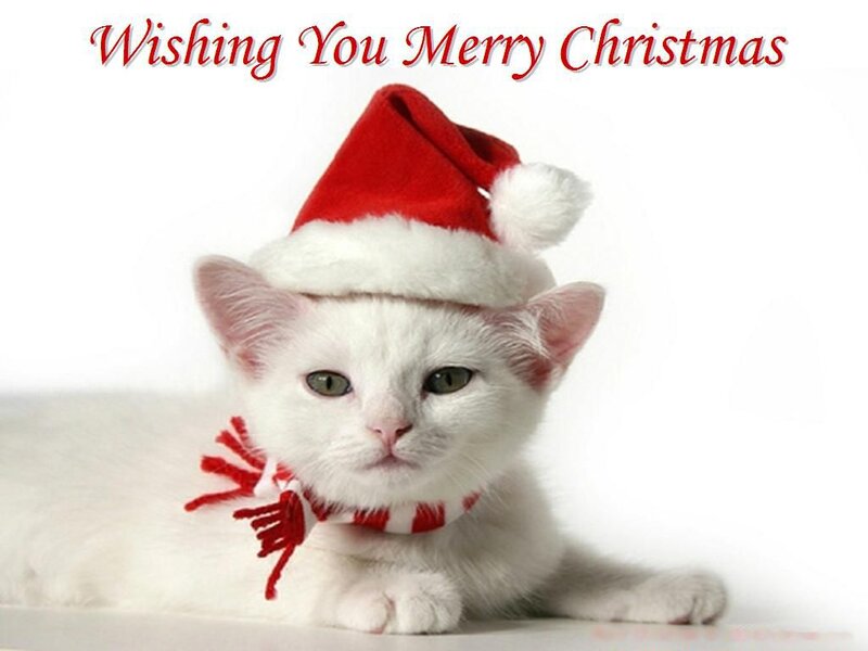 White Kitten in Santa Hat — Festive