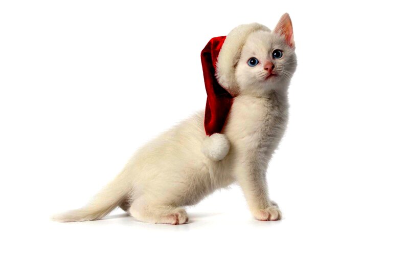 White Kitten in Santa Hat — Innocent