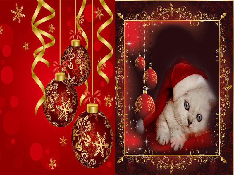 White Kitten in Santa Hat — Red