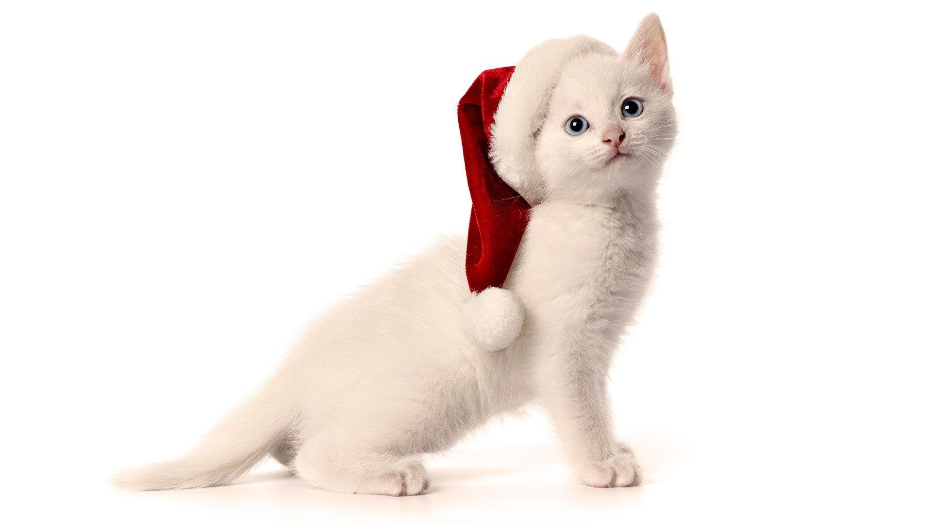 white kitten in santa hat