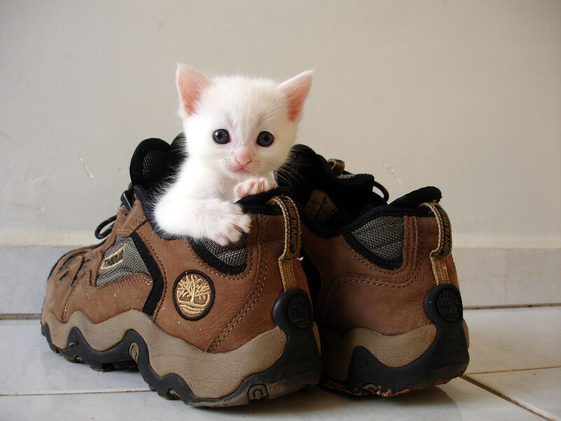 White Kitten in Shoe