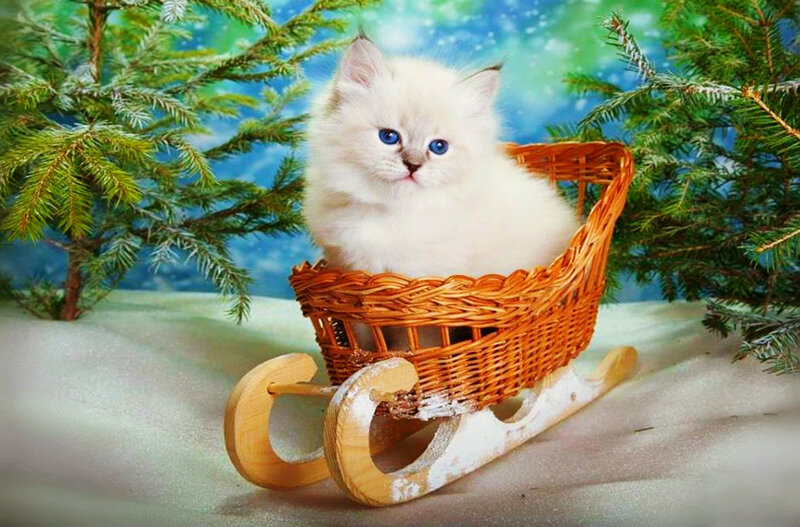 White Kitten in Sled
