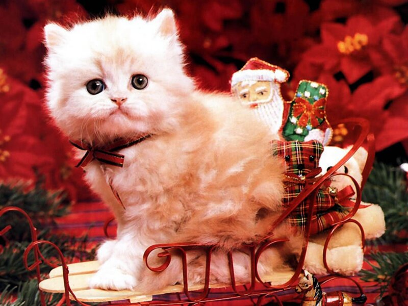 White Kitten in Sleigh — Red, Festive, Winter, Photograph