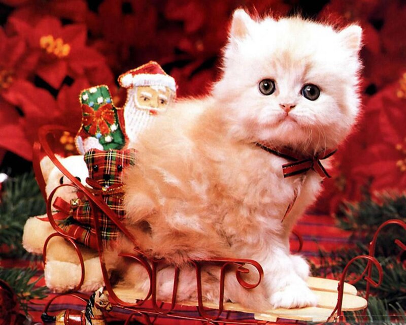 White Kitten in Sleigh — Red, Festive, Winter