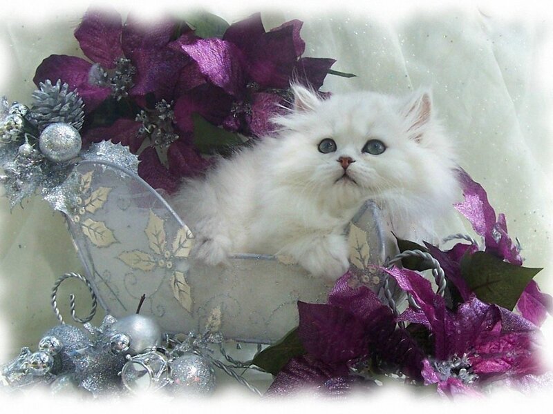 White Kitten in Sleigh