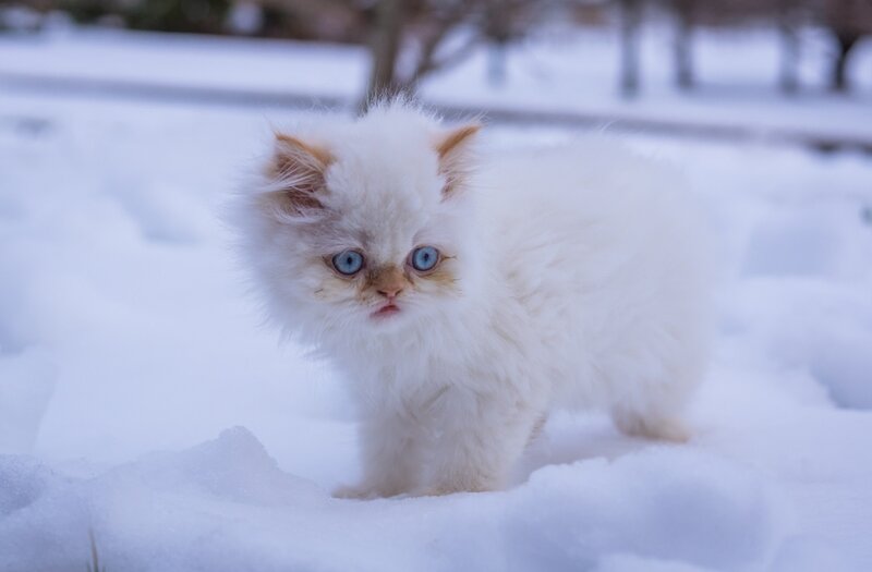 White Kitten in Snow