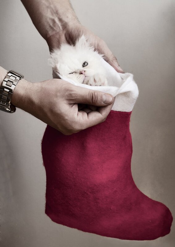 White Kitten in Stocking