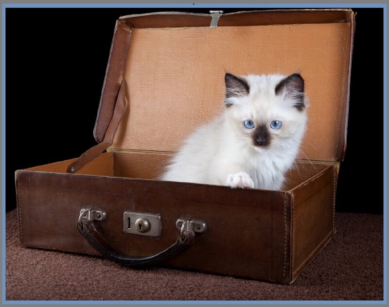 White Kitten in Suitcase — Brown
