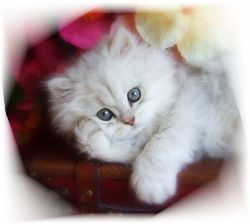 White Kitten in Suitcase — Calm