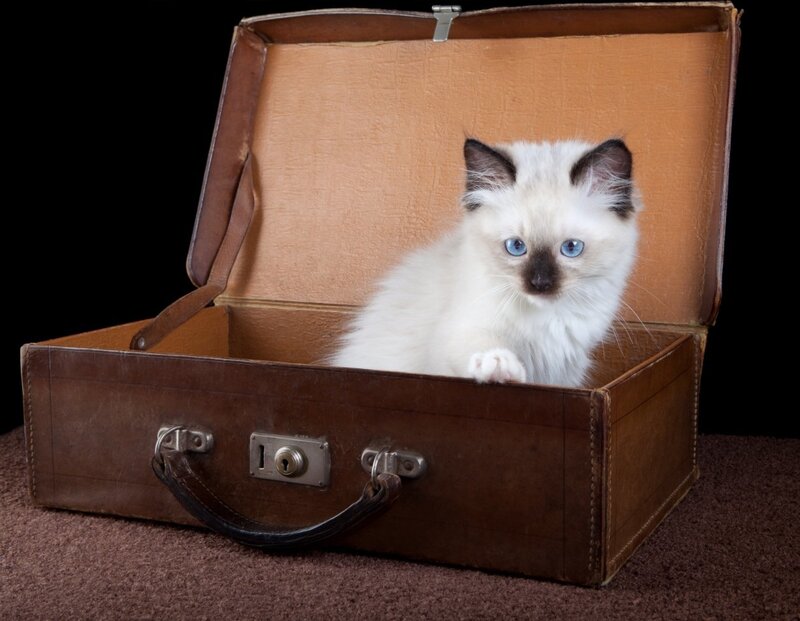 White Kitten in Suitcase
