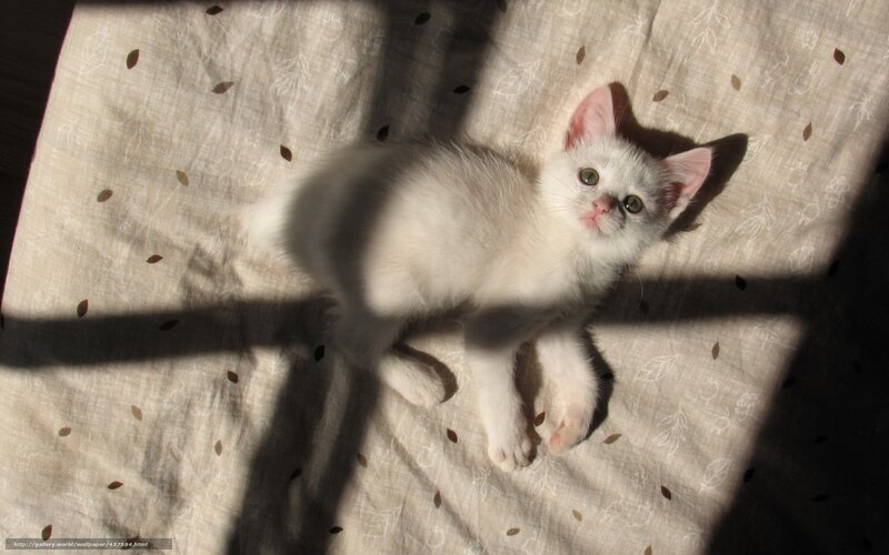White Kitten in Sunlight — Serene, Afternoon, Photograph, Shadow