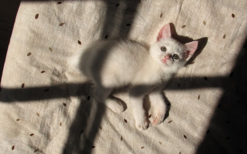White Kitten in Sunlight — Serene, Afternoon, Photograph