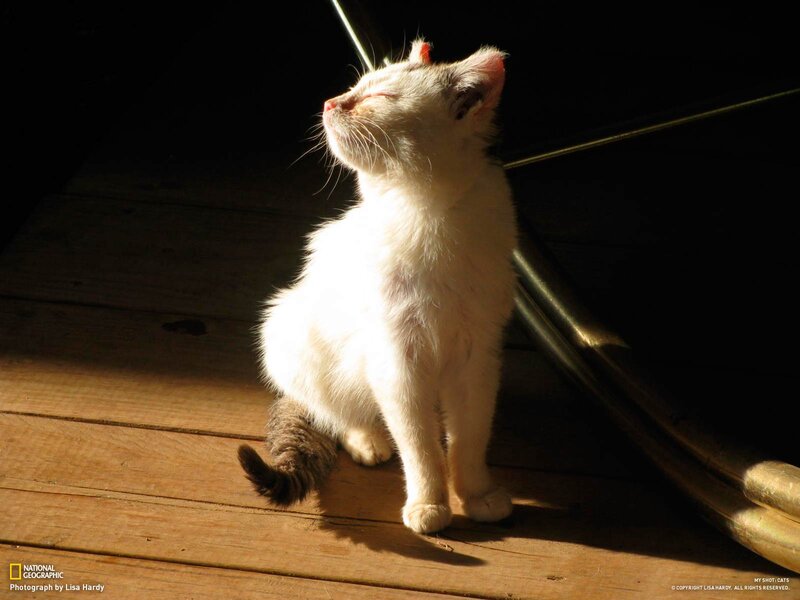 White Kitten in Sunlight — Serene, Afternoon, Photograph, Wooden Floor