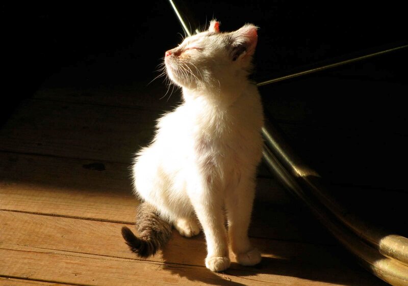 White Kitten in Sunlight — Serene, Afternoon