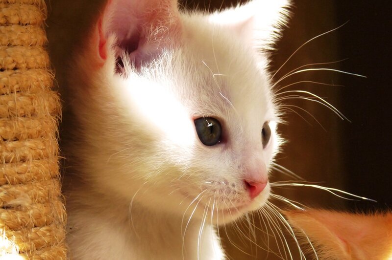 White Kitten in Sunlight — Serene
