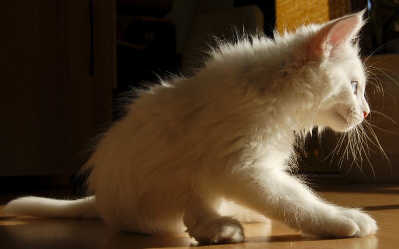 white kitten in sunlight