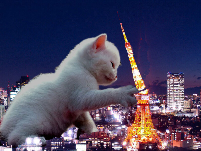 White kitten in Tokyo cityscape
