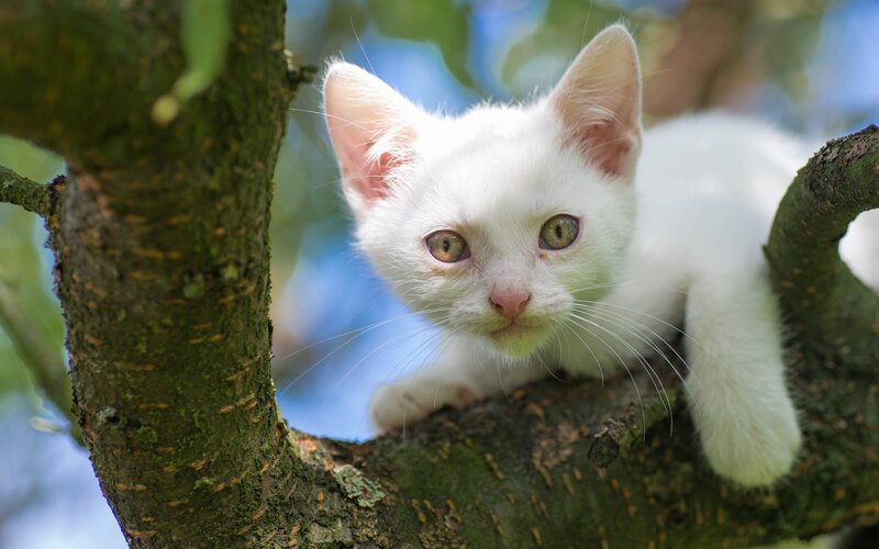 White Kitten in Tree — Calm, Afternoon