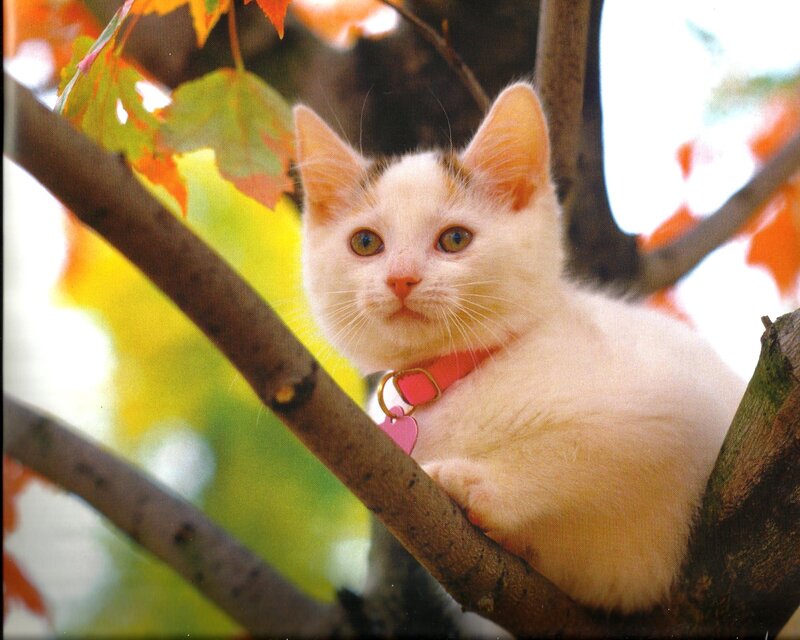 White Kitten in Tree — Calm