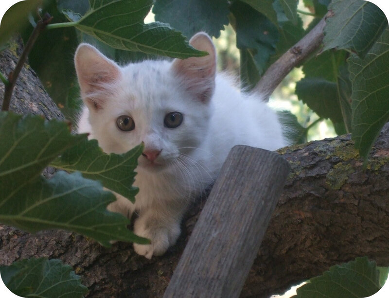 White Kitten in Tree