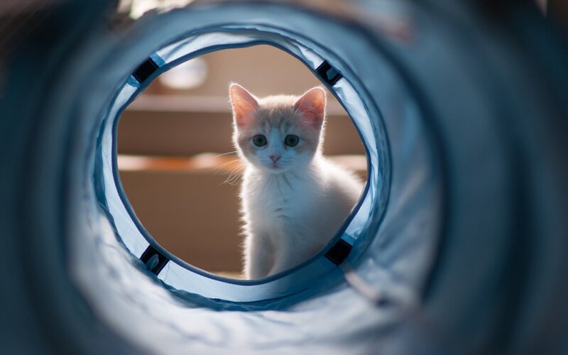 White Kitten in Tunnel