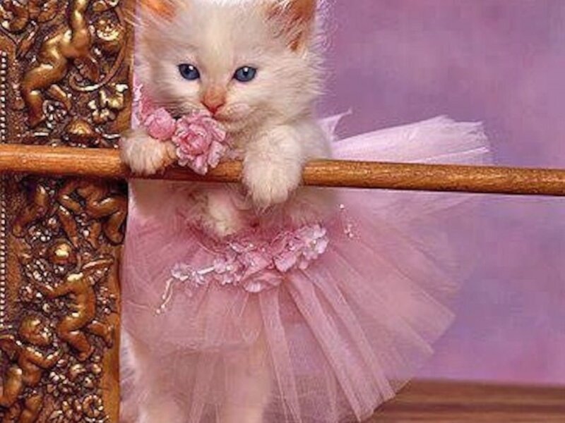 White Kitten in Tutu — Pink