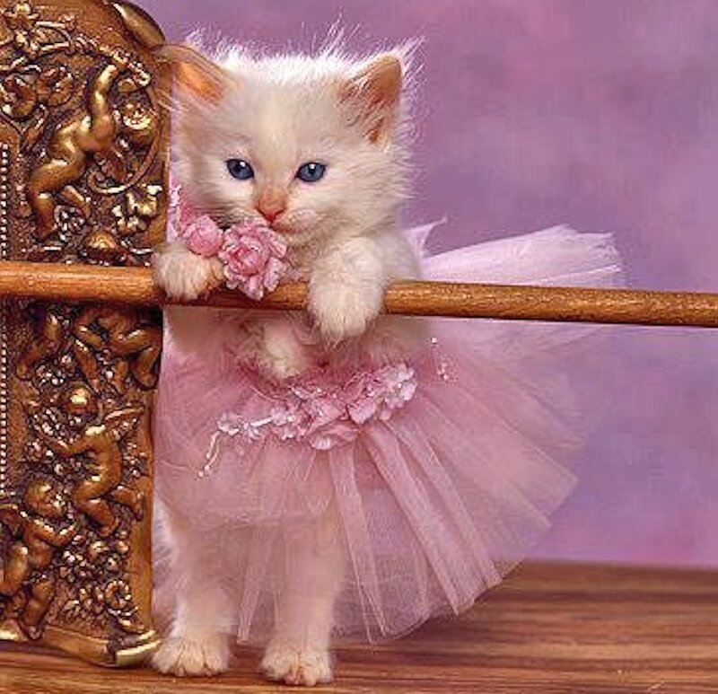 White Kitten in Tutu