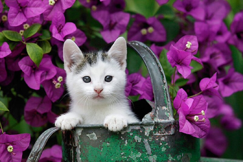 White Kitten in Watering Can