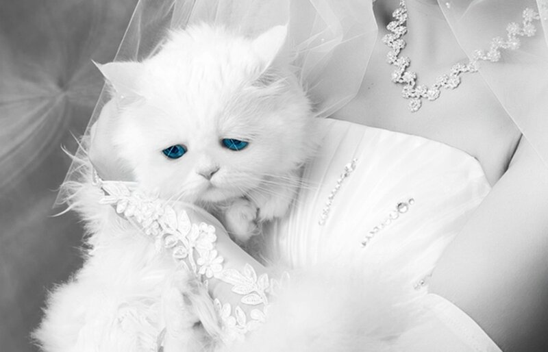 White Kitten in Wedding Dress