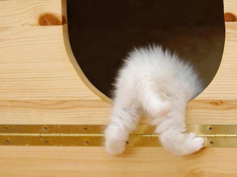 White Kitten in Wooden Box