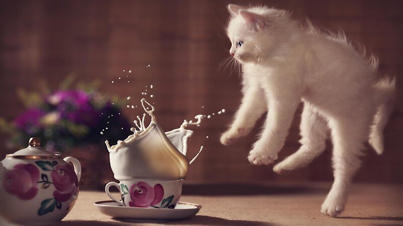 White Kitten Jumping — Playful, Photograph