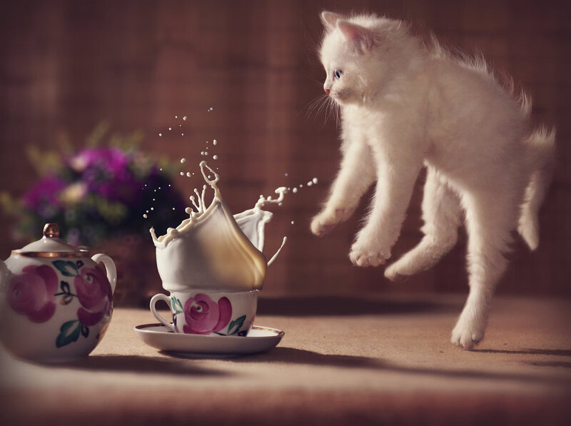 White Kitten Jumping