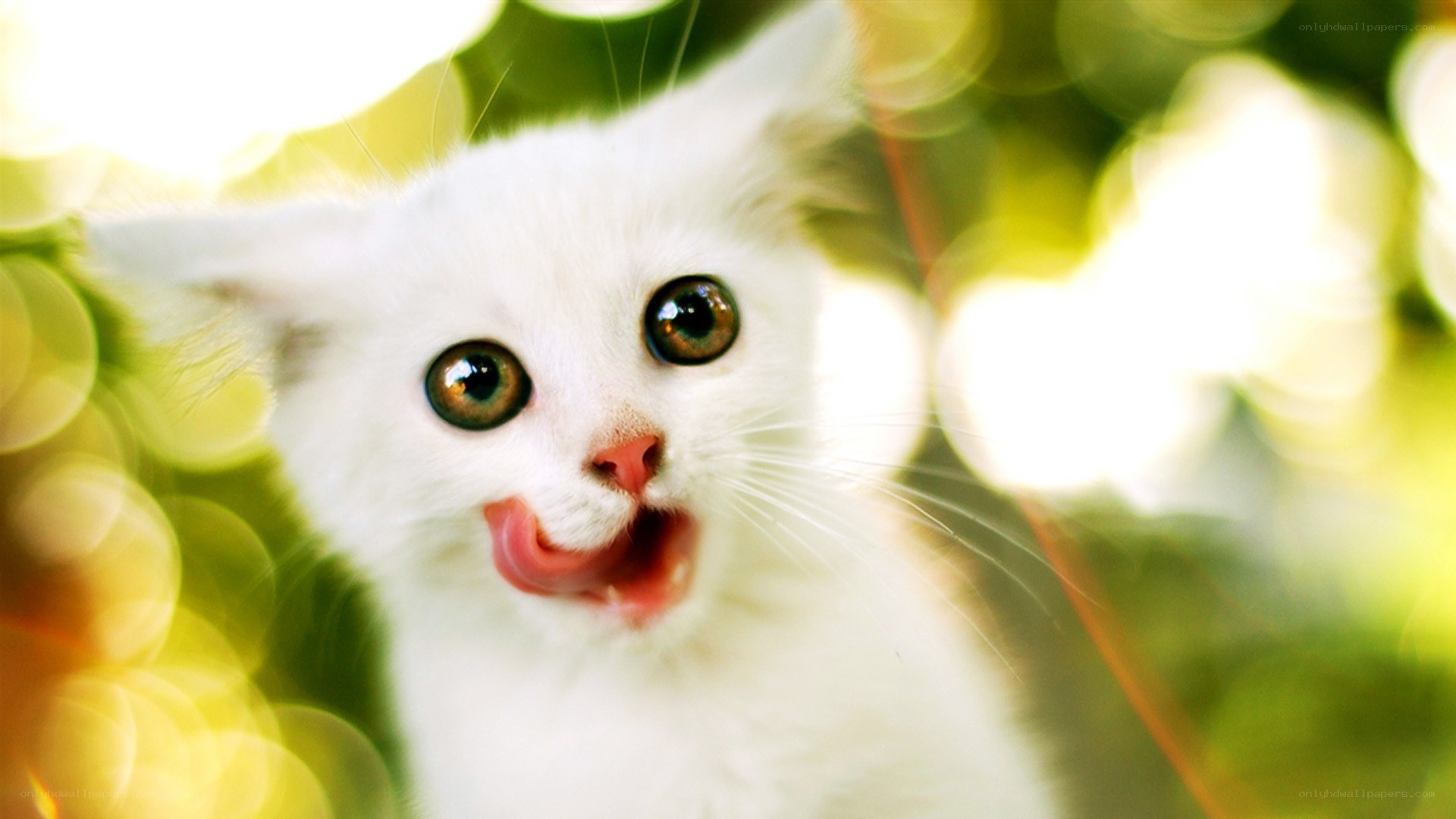white kitten licking its lips