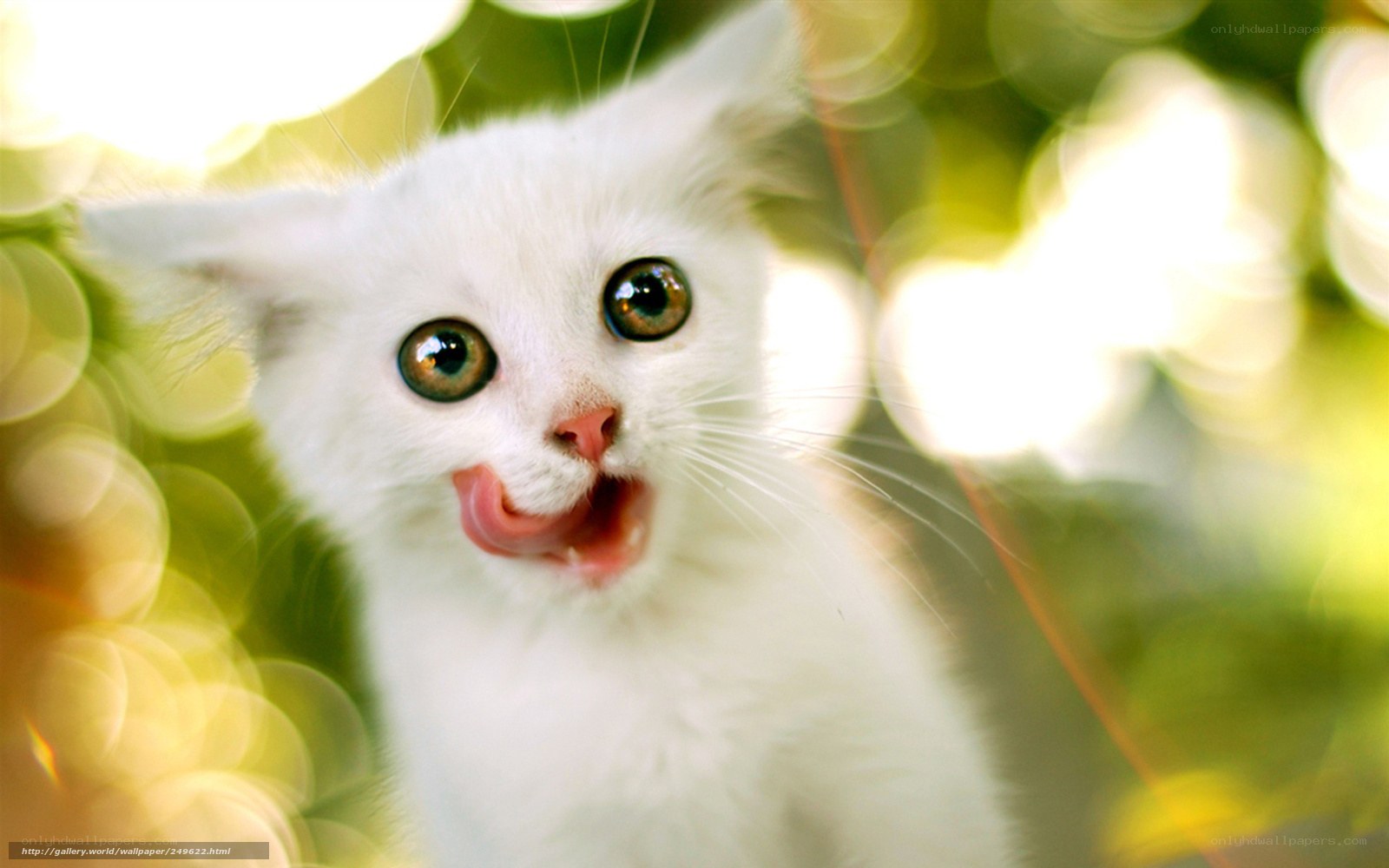 white kitten licking its lips