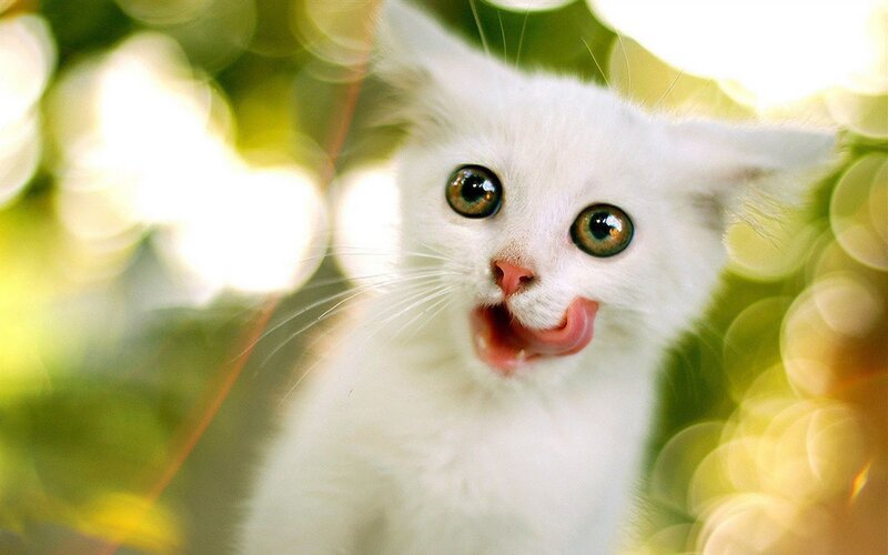 White Kitten Licking — Playful, Afternoon, Photograph, Green Leaves