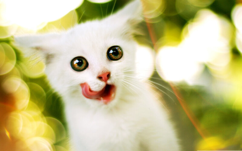 White Kitten Licking — Playful, Afternoon, Photograph