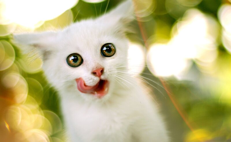 White Kitten Licking — Playful, Afternoon